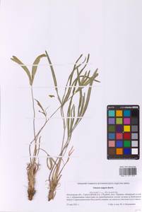 Резак обыкновенный Bernh., Восточная Европа, Московская область и Москва (E4a) (Россия)