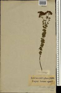 Schistostephium flabelliforme Less., Африка (AFR) (ЮАР)