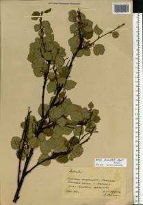 Betula pubescens var. kusmisscheffii (Regel) Gürke, Восточная Европа, Северный район (E1) (Россия)