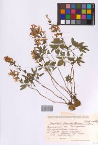 Хохлатка полая (L.) Schweigg. & Körte, Восточная Европа, Центральный лесостепной район (E6) (Россия)