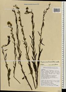 Erigeron sumatrensis Retz., Зарубежная Азия (ASIA) (Вьетнам)