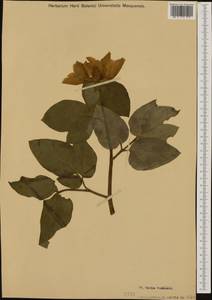 Paeonia mascula subsp. russoi (Biv.) Cullen & Heywood, Западная Европа (EUR) (Италия)