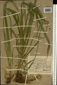 Lolium giganteum (L.) Darbysh., Восточная Европа, Северо-Западный район (E2) (Россия)