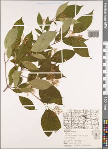 Кизил, Америка (AMER) (США)