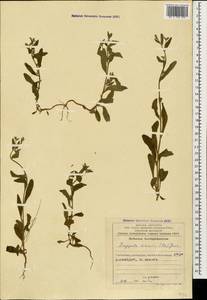 Pseudolappula sinaica (A. DC.) Khoshsokhan, Sherafati & Kaz. Osaloo, Кавказ, Азербайджан (K6) (Азербайджан)