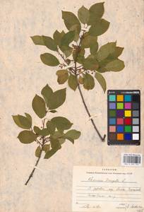 Крушина ломкая, Крушина ольховидная Mill., Восточная Европа, Московская область и Москва (E4a) (Россия)