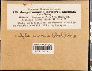 Mylia anomala (Hook.) Gray, Гербарий мохообразных, Мхи - Западная Европа (BEu) (Швейцария)