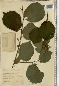 Орешник обыкновенный, Лещина обыкновенная L., Восточная Европа, Северо-Украинский район (E11) (Украина)