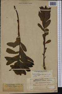 Euphorbia hyberna L., Западная Европа (EUR) (Франция)