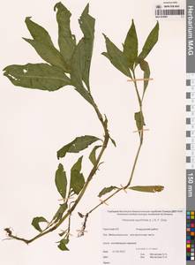 Горец развесистый, Горец щавелелистный (L.) Gray, Сибирь, Чукотка и Камчатка (S7) (Россия)