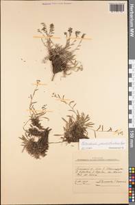 Eritrichium pseudostrictum Popov, Средняя Азия и Казахстан, Памир и Памиро-Алай (M2) (Киргизия)