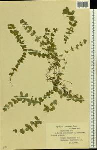 Cruciata verna subsp. verna, Восточная Европа, Западный район (E3) (Россия)