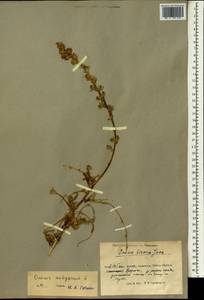 Ononis spinosa subsp. antiquorum (L.)Briq., Зарубежная Азия (ASIA) (КНР)
