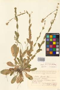 Резуха плоскостручковая (Pers.) Rchb., Восточная Европа, Западный район (E3) (Россия)