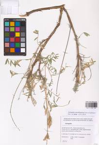 Astragalus astrachanicus Sytin & Laktionov, Восточная Европа, Нижневолжский район (E9) (Россия)