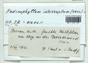 Pedinophyllum interruptum (Nees) Kaal., Гербарий мохообразных, Мхи - Западная Европа (BEu) (Германия)