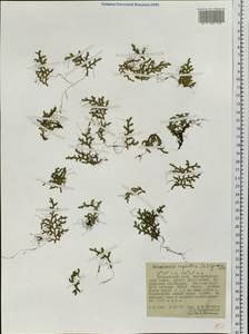 Плаунок наскальный (L.) Spring, Сибирь, Дальний Восток (S6) (Россия)