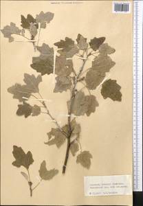 Тополь, Средняя Азия и Казахстан, Западный Тянь-Шань и Каратау (M3) (Киргизия)