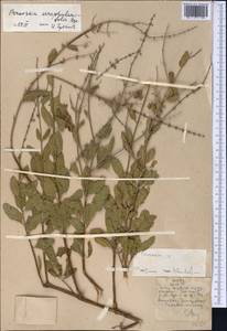 Salvia scrophulariifolia (Bunge) B.T.Drew, Средняя Азия и Казахстан, Памир и Памиро-Алай (M2)