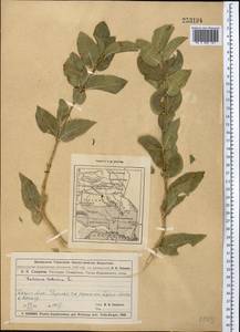 Жимолость татарская L., Средняя Азия и Казахстан, Муюнкумы, Прибалхашье и Бетпак-Дала (M9) (Казахстан)