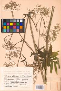 Valeriana wolgensis × officinalis, Восточная Европа, Центральный лесостепной район (E6) (Россия)