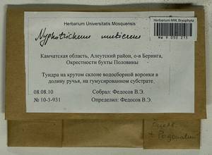 Niphotrichum muticum (Kindb.) Bedn.-Ochyra & Ochyra, Гербарий мохообразных, Мхи - Чукотка и Камчатка (B21) (Россия)