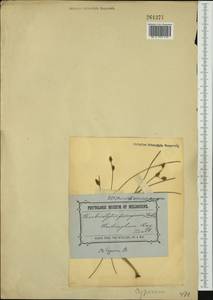 Fimbristylis ferruginea (L.) Vahl, Австралия и Океания (AUSTR) (Австралия)