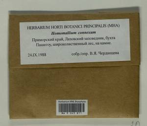 Homomallium connexum (Cardot) Broth., Гербарий мохообразных, Мхи - Дальний Восток (без Чукотки и Камчатки) (B20) (Россия)