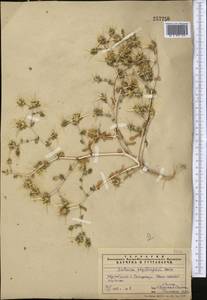 Centaurea bruguiereana subsp. belangeriana (DC.) Bornm., Средняя Азия и Казахстан, Сырдарьинские пустыни и Кызылкумы (M7) (Узбекистан)