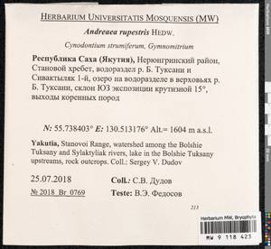 Andreaea rupestris Hedw., Гербарий мохообразных, Мхи - Якутия (B19) (Россия)