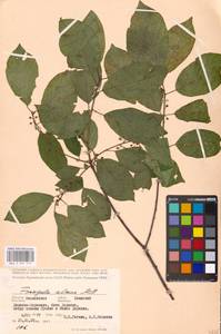 Крушина ломкая, Крушина ольховидная Mill., Восточная Европа, Московская область и Москва (E4a) (Россия)