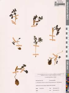 Хохлатка Городкова Karav., Сибирь, Чукотка и Камчатка (S7) (Россия)