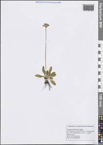 Первоцвет длиннострелочный Ledeb., Сибирь, Западная Сибирь (S1) (Россия)