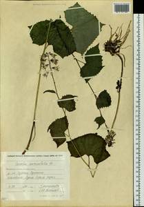 Parasenecio auriculata (DC.) J. R. Grant, Сибирь, Чукотка и Камчатка (S7) (Россия)