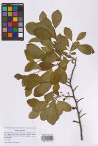 Слива колючая, Терн L., Восточная Европа, Московская область и Москва (E4a) (Россия)