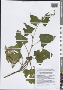 Блитум доброго Генриха (L.) Rchb., Западная Европа (EUR) (Испания)