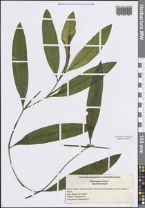 Рдест блестящий L., Восточная Европа, Средневолжский район (E8) (Россия)
