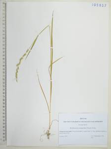 Бекмания восточная (Steud.) Fernald, Сибирь, Дальний Восток (S6) (Россия)
