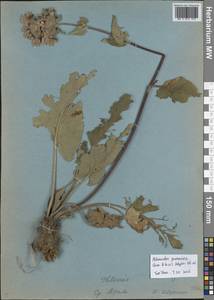 Зопничек луговой (Kar. & Kir.) Adylov, Kamelin & Makhm., Средняя Азия и Казахстан, Средняя Азия и Казахстан (без точных местонахождений) (M0)