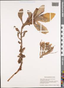 Jacobaea pseudoarnica (Less.) Zuev, Сибирь, Дальний Восток (S6) (Россия)