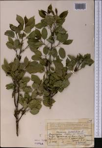 Жестер слабительный, Крушина слабительная L., Средняя Азия и Казахстан, Джунгарский Алатау и Тарбагатай (M5) (Казахстан)