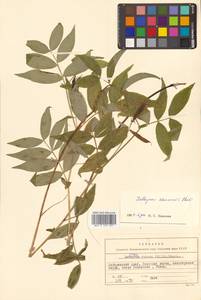 Чина Комарова Ohwi, Сибирь, Дальний Восток (S6) (Россия)