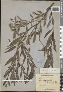 Ива джунгарская Andersson, Средняя Азия и Казахстан, Джунгарский Алатау и Тарбагатай (M5) (Казахстан)