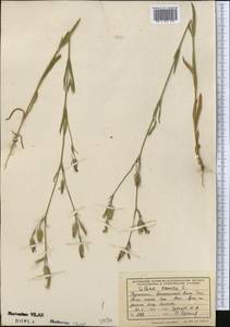Silene conica subsp. conica, Средняя Азия и Казахстан, Копетдаг, Бадхыз, Малый и Большой Балхан (M1) (Туркмения)