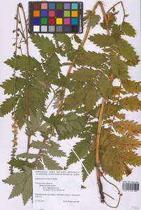 Репешок высокий Wallr., Восточная Европа, Западный район (E3) (Россия)