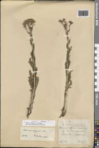 Якобея ферганская (Schischk.) B.Nord., Восточная Европа, Нижневолжский район (E9) (Россия)