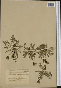 Taraxacum gotlandicum (Dahlst.) Dahlst., Западная Европа (EUR) (Швеция)