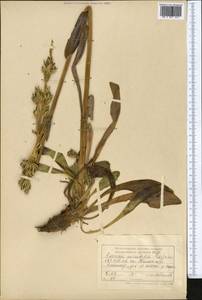 Swertia variabilis Pissjaukova, Средняя Азия и Казахстан, Западный Тянь-Шань и Каратау (M3) (Казахстан)