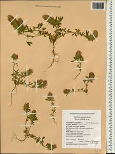 Trifolium pamphylicum Boiss. & Heldr., Зарубежная Азия (ASIA) (Кипр)