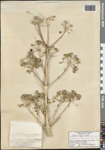 Ferula lycia Boiss., Зарубежная Азия (ASIA) (Турция)